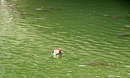 Fotos_Enten, Schwäne, Gänse