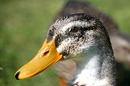 Fotos_Enten, Schwäne, Gänse