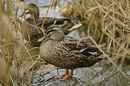 Fotos_Enten, Schwäne, Gänse