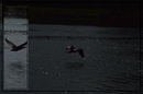 Fotos_Enten, Schwäne, Gänse