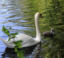 Fotos_Enten, Schwäne, Gänse