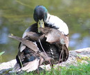 Fotos_Enten, Schwäne, Gänse