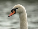 Fotos_Enten, Schwäne, Gänse