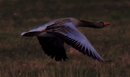 Fotos_Enten, Schwäne, Gänse
