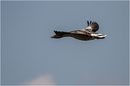 Fotos_Enten, Schwäne, Gänse