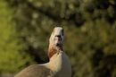 Fotos_Enten, Schwäne, Gänse