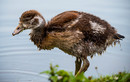 Fotos_Enten, Schwäne, Gänse