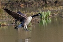 Fotos_Enten, Schwäne, Gänse