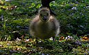 Fotos_Enten, Schwäne, Gänse