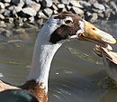 Fotos_Enten, Schwäne, Gänse