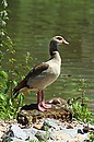 Fotos_Enten, Schwäne, Gänse