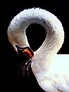 Fotos_Enten, Schwäne, Gänse