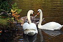 Fotos_Enten, Schwäne, Gänse