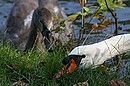 Fotos_Enten, Schwäne, Gänse