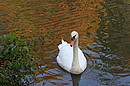 Schwan