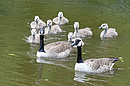 Fotos_Enten, Schwäne, Gänse