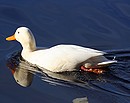Fotos_Enten, Schwäne, Gänse