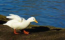Fotos_Enten, Schwäne, Gänse