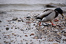 Fotos_Enten, Schwäne, Gänse