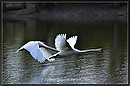 Fotos_Enten, Schwäne, Gänse