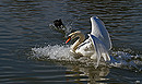 Fotos_Enten, Schwäne, Gänse