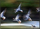 Fotos_Enten, Schwäne, Gänse