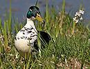 Fotos_Enten, Schwäne, Gänse