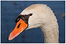 Fotos_Enten, Schwäne, Gänse