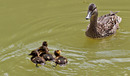 Fotos_Enten, Schwäne, Gänse