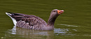 Fotos_Enten, Schwäne, Gänse