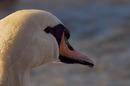 Fotos_Enten, Schwäne, Gänse