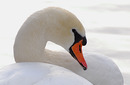 Fotos_Enten, Schwäne, Gänse