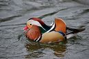 Mandarin Ente