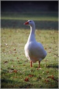Morgenspaziergang