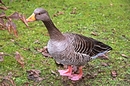 Fotos_Enten, Schwäne, Gänse