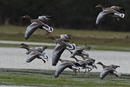 Fotos_Enten, Schwäne, Gänse
