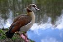 Nilgans