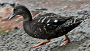 Fotos_Enten, Schwäne, Gänse