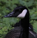 Fotos_Enten, Schwäne, Gänse