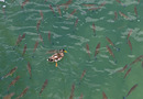 Fotos_Enten, Schwäne, Gänse