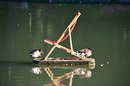Fotos_Enten, Schwäne, Gänse