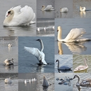 Meine schönsten Schwäne