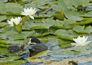 Fotos_Enten, Schwäne, Gänse