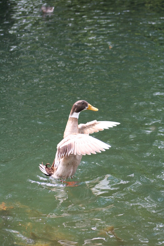 Stockente bei Tanzen