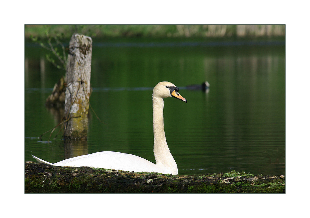 Schwan(en)see