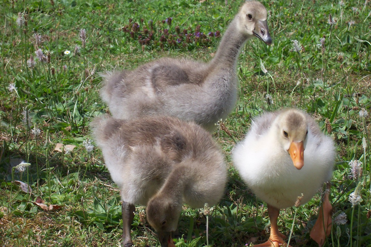 Entenkinder