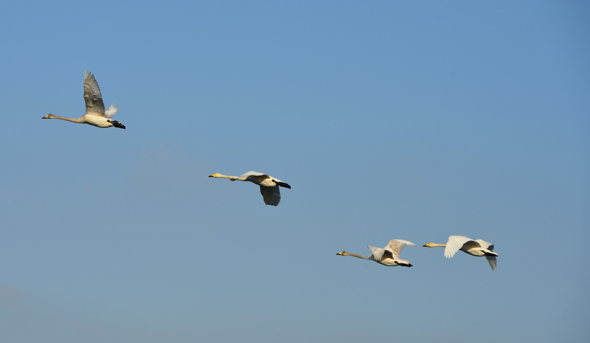 Jungschwäne im Flug über die Elbtalaue