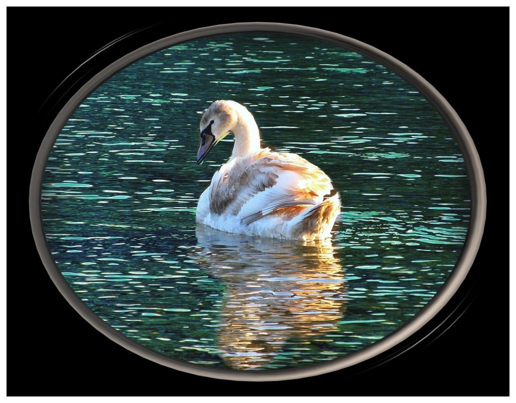 ein junger Schwan