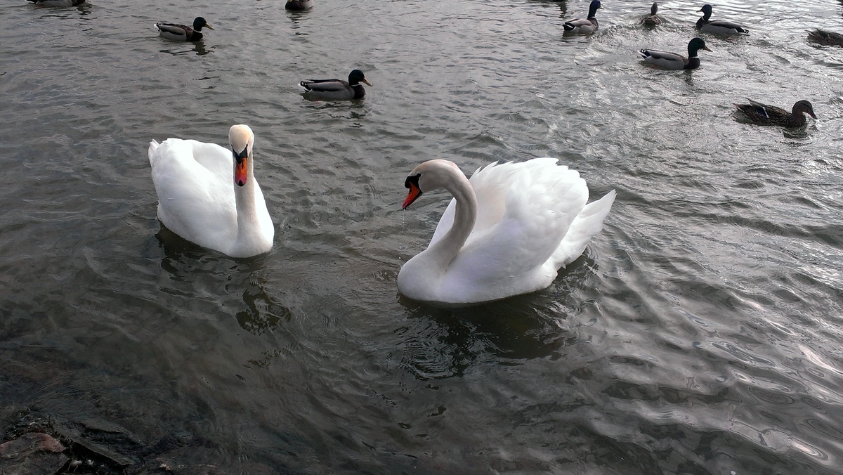Schwäne Im Wasser   