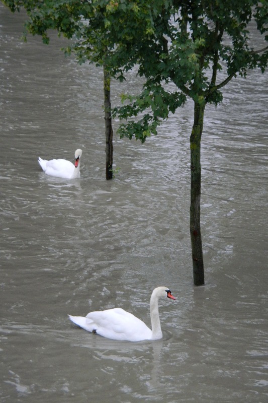 Schwäne bei Hochwasser